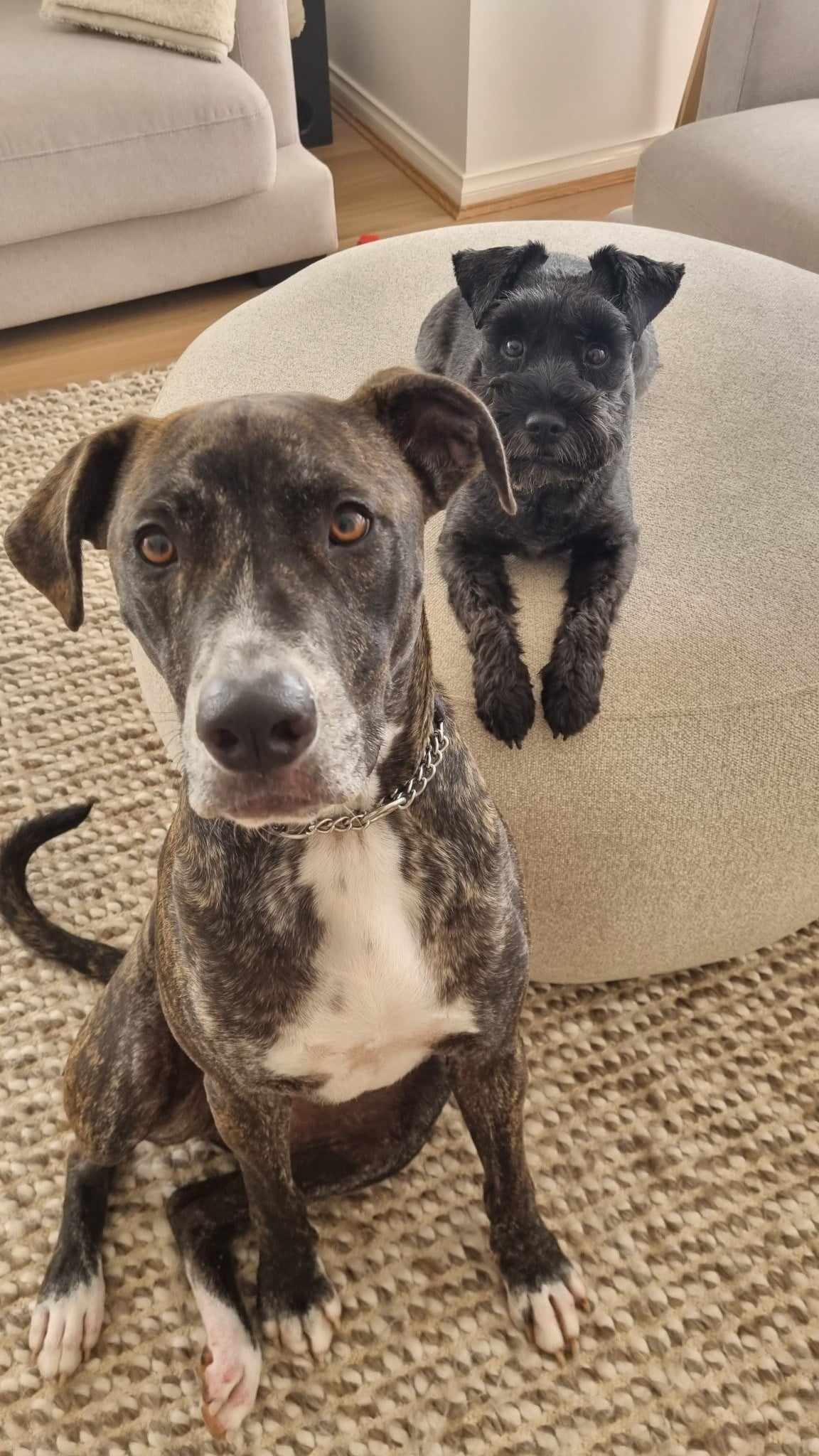 two dogs